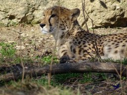 Tiergarten Schönbrunn am 05.03.2026